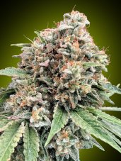 Sweet Critical 2.0 - feminizované semená marihuany, 5 ks 00 Semená