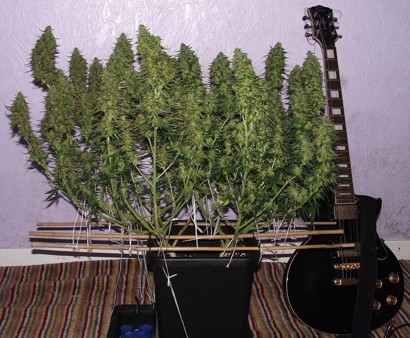 Blue Auto Mazar®- semințe autofloritoare 3 buc Dutch Passion