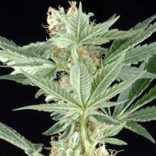 AMS - 10 seeds (Outdoor), feminized Green House Seeds