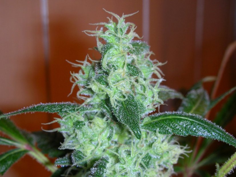 Skunk 11  - feminizovaná semínka 3 ks Dutch Passion