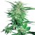 Big Bud - 5 ks feminizovaná semínka Sensi Seeds