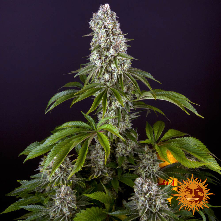 Tropicanna Banana - feminizowane nasiona marihuany 5 szt Barney's Farm