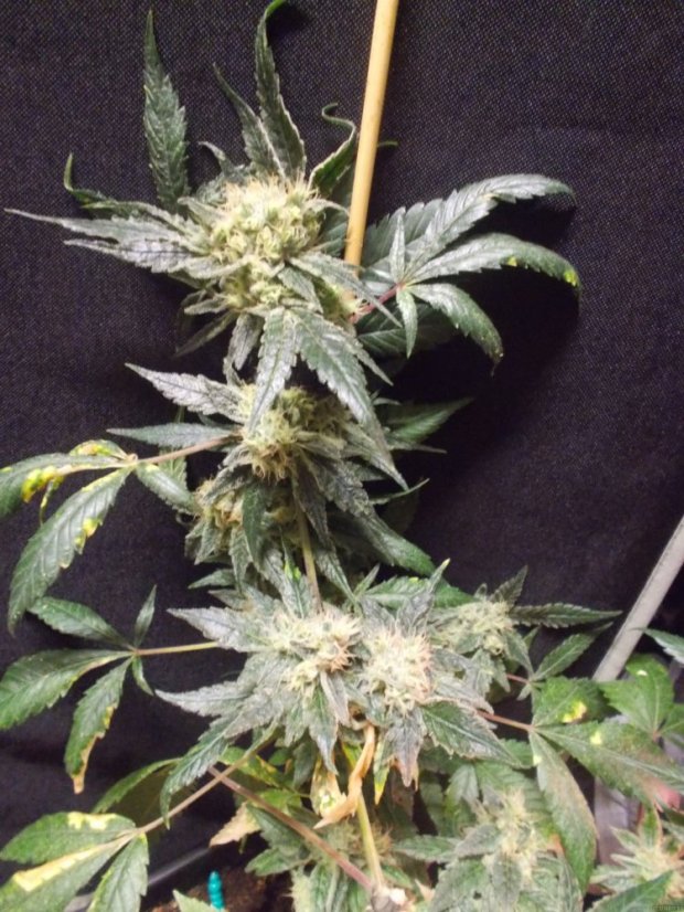 O.G. Kush - feminizované semienka  3 ks Royal Queen Seeds