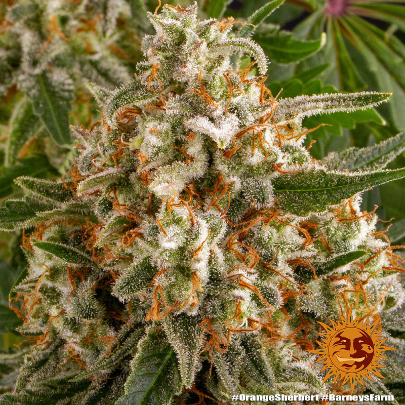 Orange Sherbert - feminized marijuana seeds 10 pcs Barney´s Farm