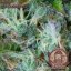 Buddha Autoflowering Critical, 3 ks, Buddha Seeds