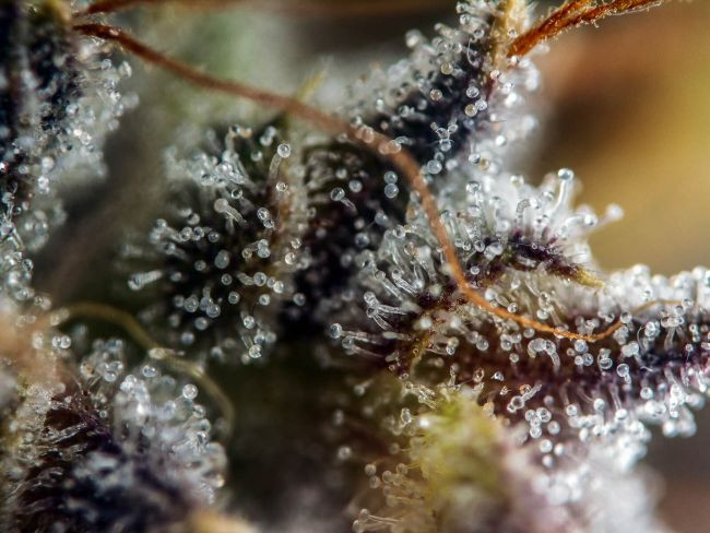 White Widow - gefeminiseerde cannabis zaden 10 stuks, Zadenman