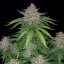 Strawberry Pie Auto - Autoflowering Marihuana Samen 5 Stück Fast Buds