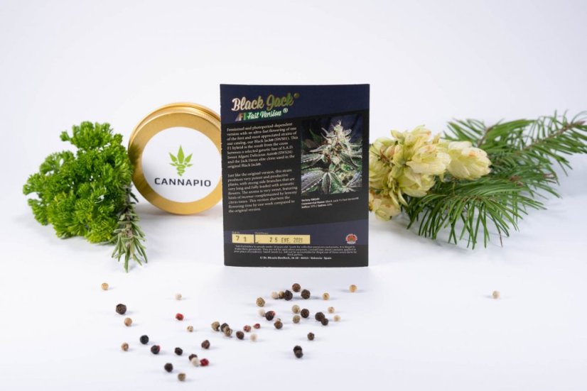 Black Jack Fast Version - feminizované semienka 10 ks Sweet Seeds
