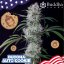 Buddha Auto Cookie, 3 ks, Buddha Seeds