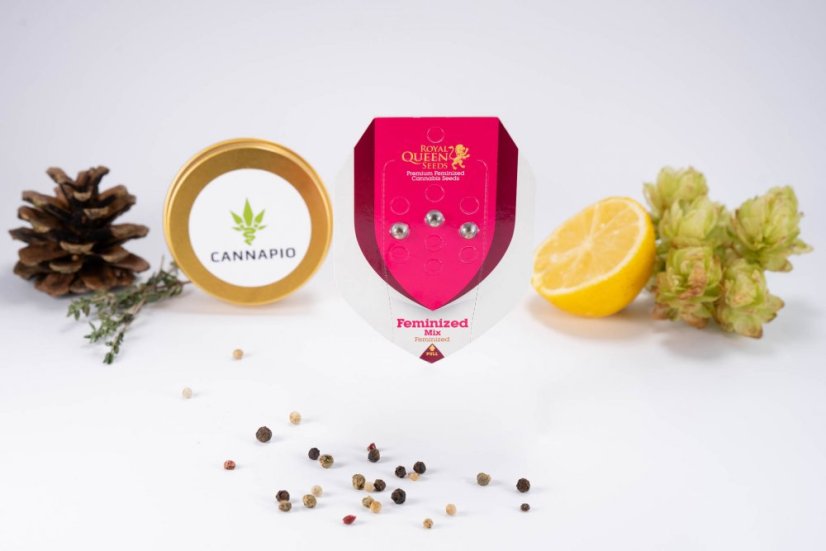 Feminized Mix - feminizovaná semínka 3 ks Royal Queen Seeds