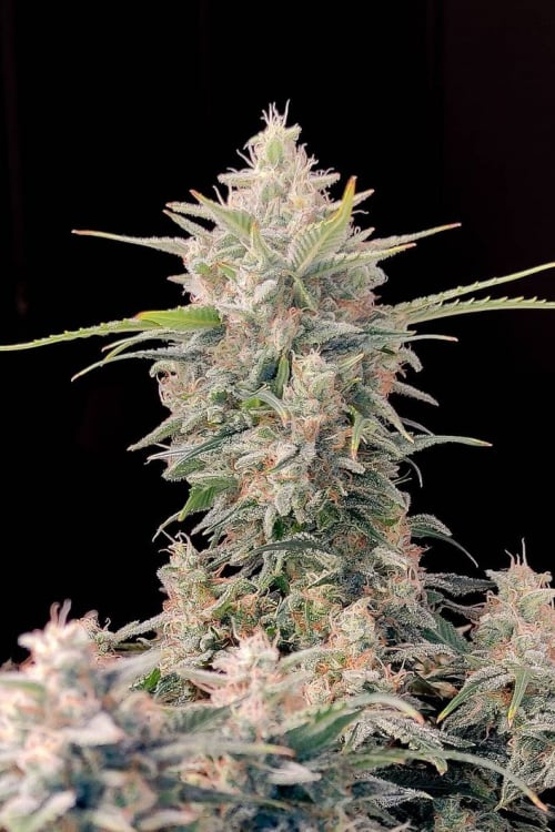 Original Skunk Auto Feminizowane Nasiona - 5