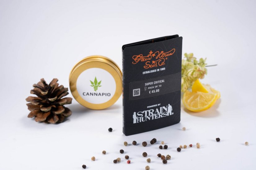 Super Critical - 10 ks feminizovaná semená Green House Seeds