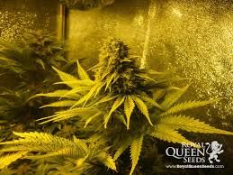 Sweet Skunk Automatic - feminizované a autoflowering semienka 5ks Royal Queen seeds