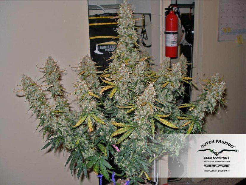 Auto Blueberry -  samonakvétací semena 7 ks Dutch Passion