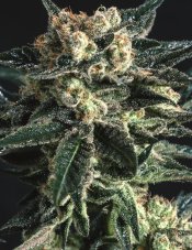 Super CBDx AK 47 x SCBDX feminizovaná semena