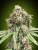 Sweet Critical Fast version - semințe de marijuana feminizate, 5pcs 00 Semințe