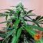 Zkittlez OG Auto - autoflowering semena marihuany 5 ks Barney´s Farm