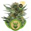 Royal Dwarf - feminizovaná a samonakvétací semínka 10ks Royal Queen Seeds