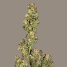 Super Haze - feminisierte 5ks Dutch Passion-Samen
