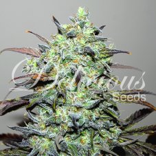 Delicious Seeds Eleven Roses Feminized Seeds