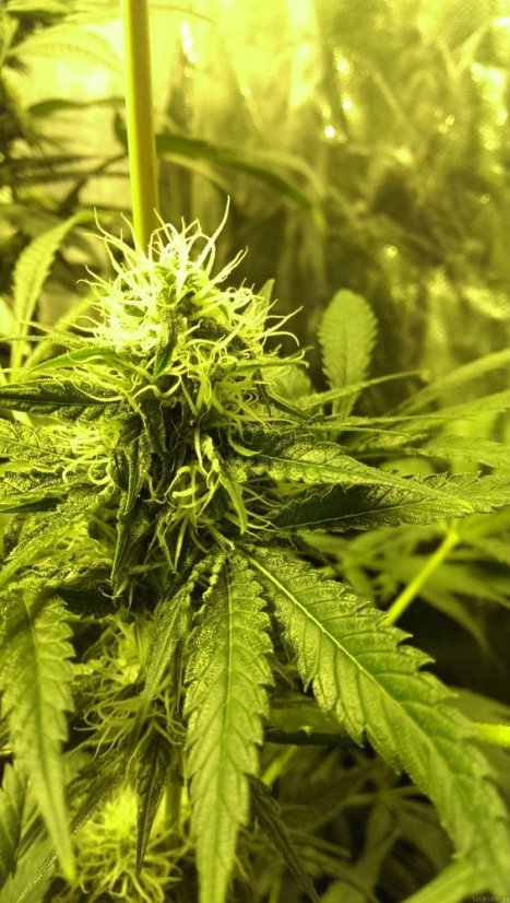 Red Dragon – feminizované semienka 10 ks Barney Farms
