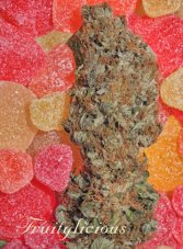 Mandala Seeds Fruitylicious nasiona feminizowane