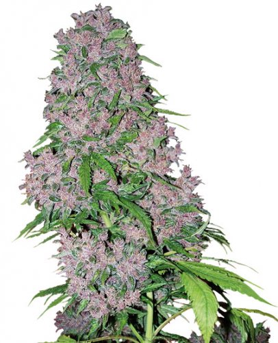 Purple Bud - feminizované semienka konope 10 ks, Sensi Seeds
