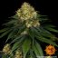 Skywalker OG Auto - Autoflowering Marihuana Samen 3 Stück Barney's Farm