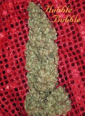 Mandala Seeds Hubble Bubble nasiona feminizowane, 6 szt.