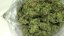 707 Headband - feminizovaná semienka 3ks Humboldt