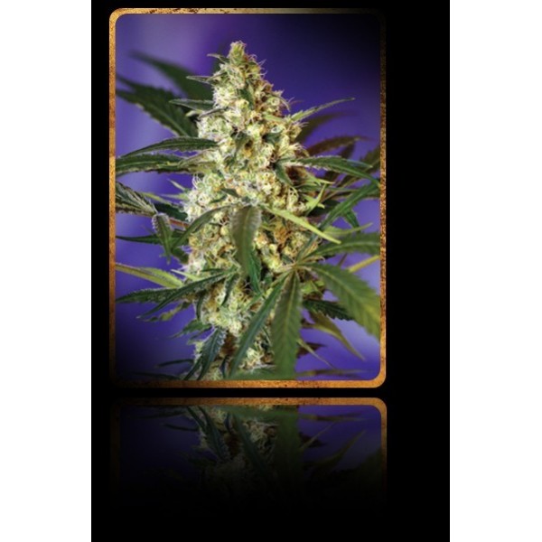 Fast Bud 2 Auto – 3 ks autoflowering semien RQS