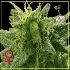 Lemon Skunk - Seeds 5 pcs (Indoor), feminizowane nasiona Green House