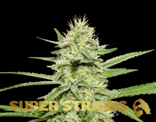 Super Strains Enemys Dream feminized seeds