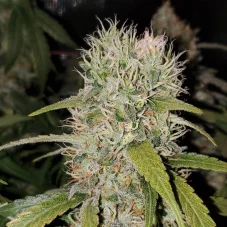 Super Critical Auto - Autoflowering seeds 10 pcs Green House Seeds