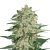 Big Bud feminizovaná semena 5 ks Seedstockers