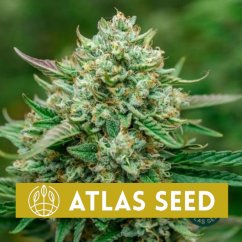 Froot By The Foot Auto - automatycznie kwitnące nasiona marihuany, 5 sztuk Atlas Seed