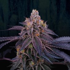 Perfect Tree Seeds Granita feminizowane nasiona