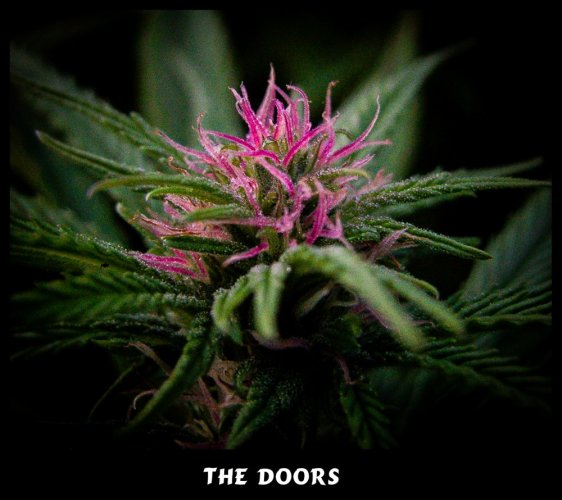 The Doors - regular seeds 18 pcs Mr. Nice