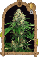 Mango Cream - gefeminiseerde zaden, 3 stuks, exotisch zaad
