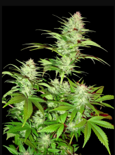 Sumo Seeds Critical Chronic regulérní semena