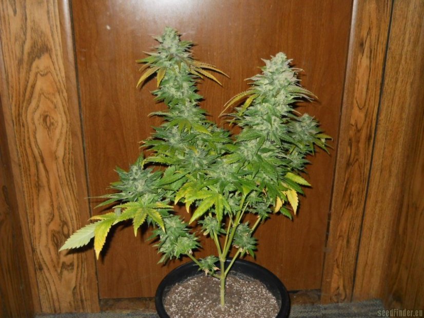 TNT Kush - feminisierte Samen 6 Stück Eva Seeds
