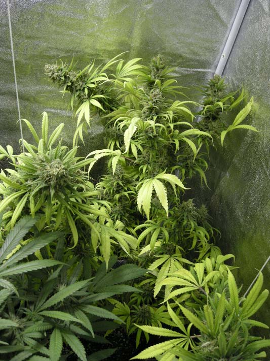 Shiva Shanti II 10 ks štandardizované feminizované semená Sensi Seeds
