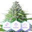 Auto Girl Scout Cookies - semillas autoflorecientes 3 uds Cannapio