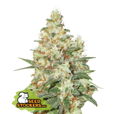 Seedstockers O.G. Kush Auto samonakvétací semena