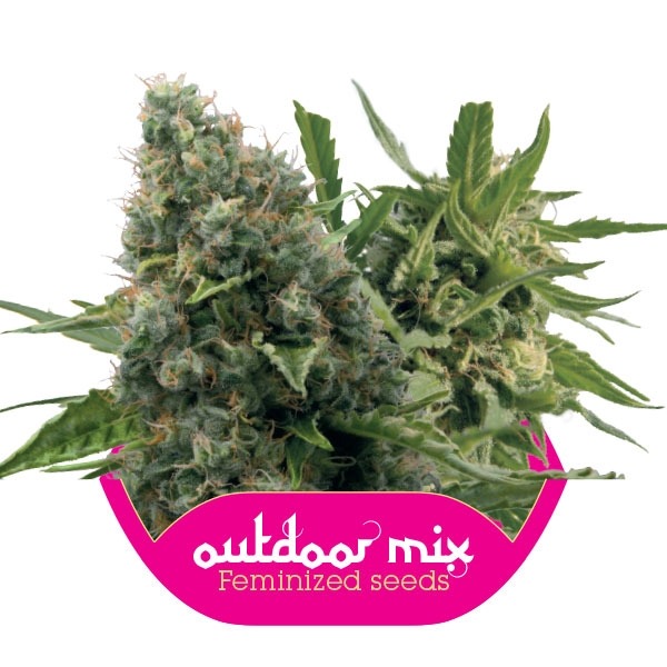 Outdoor Mix - 10 feminisierte Samen von Royal Queen Seeds