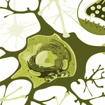 Einführung in das Endocannabinoidsystem