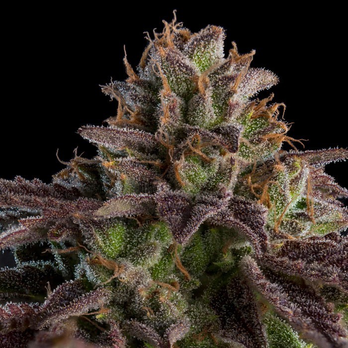 KMINTZ - nasiona feminizowane, 5 szt., Ripper Seeds