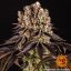 Purple Punch - feminizovaná semená marihuany 10 ks Barney´s Farm