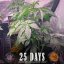 Gorilla Glue Auto - autoflowering marijuana seeds 5 pcs Barney's Farm