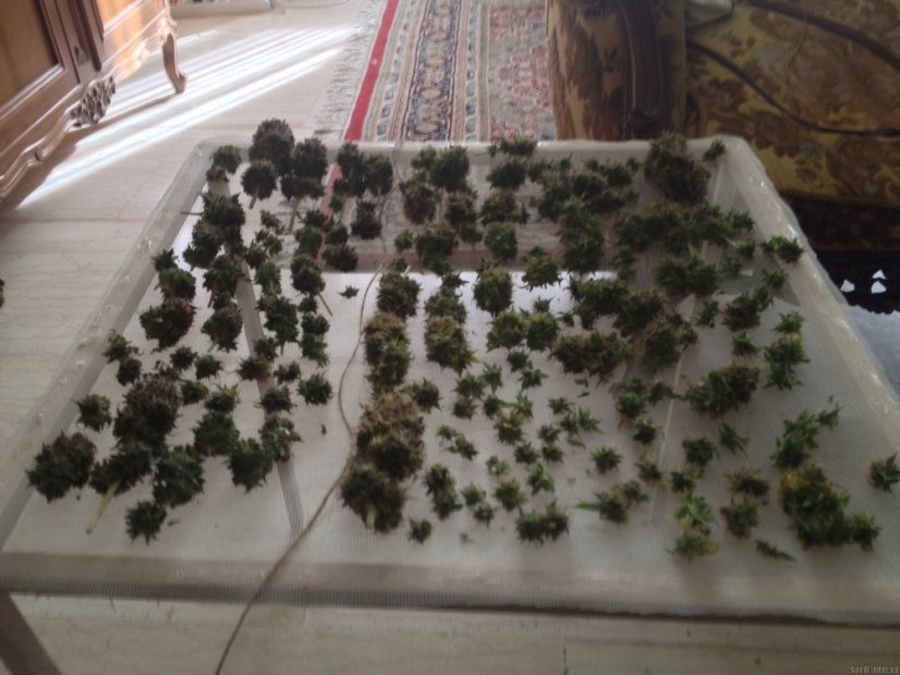 Liberty Haze - feminisierte Samen 10 Stück Barney's Farm